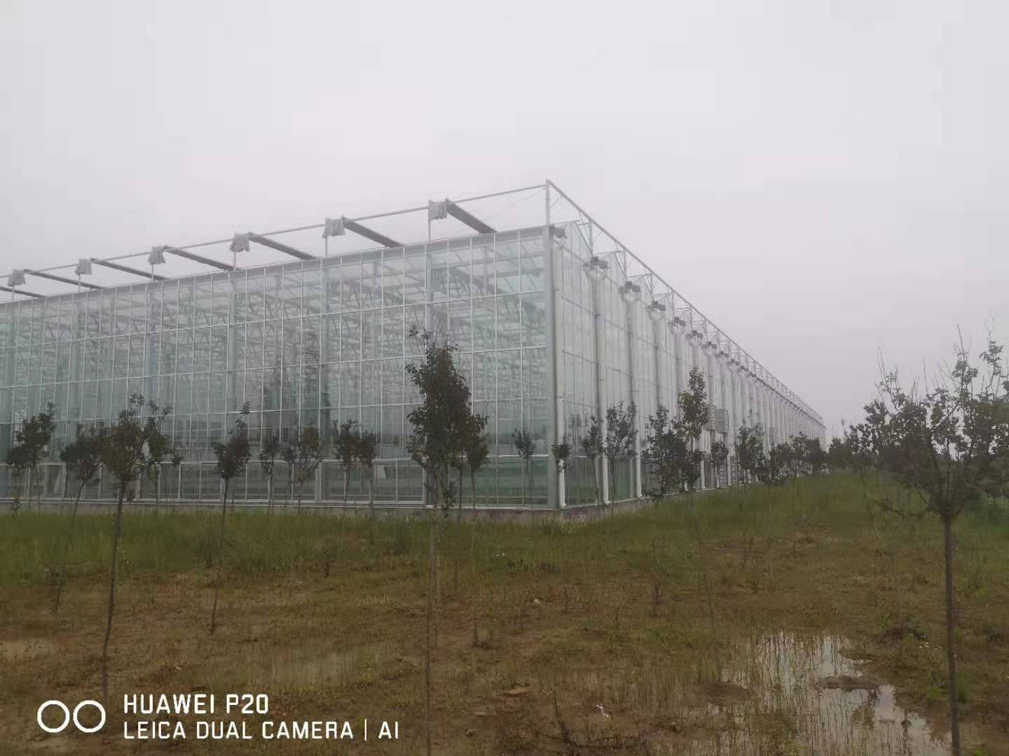 安徽阜陽蝴蝶蘭培育基地連棟智能玻璃溫室項(xiàng)目